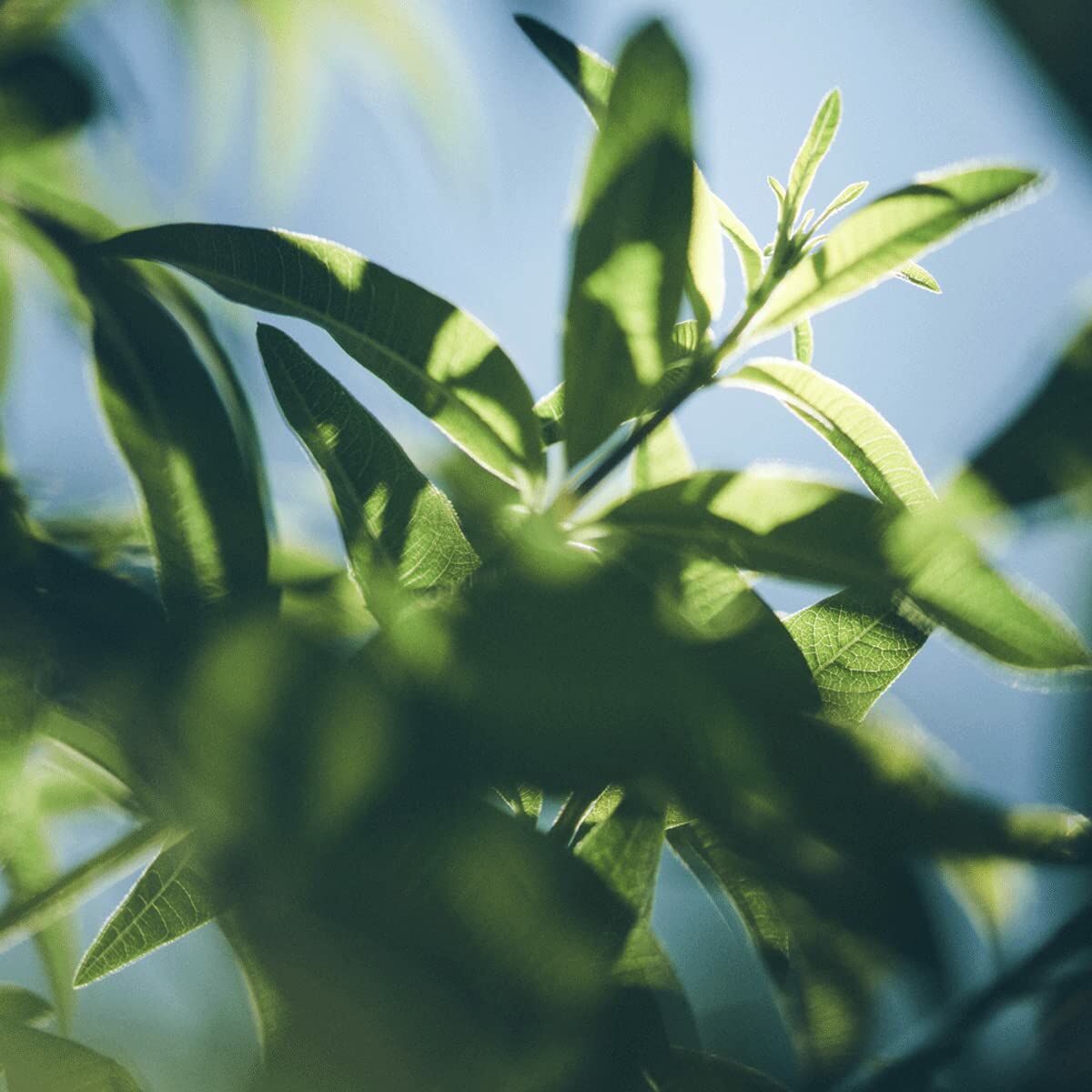 Shower Gel L'Occitane En Provence VERBENA 500 ml skincare packaging