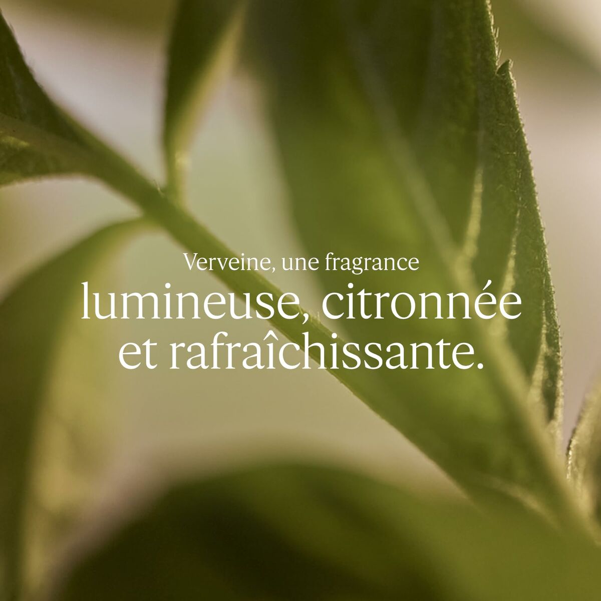 Unisex Perfume L'Occitane En Provence VERBENA 100 ml product packaging